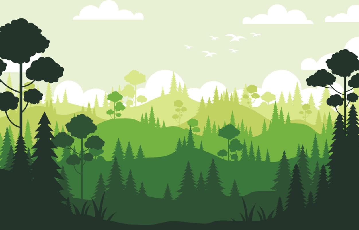 The forest: Óravázlat
