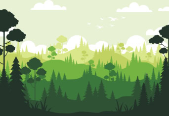 The forest: Óravázlat